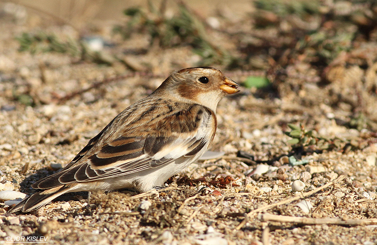   Plectrophenax nivalis Snow Bunting  , , 2013.  